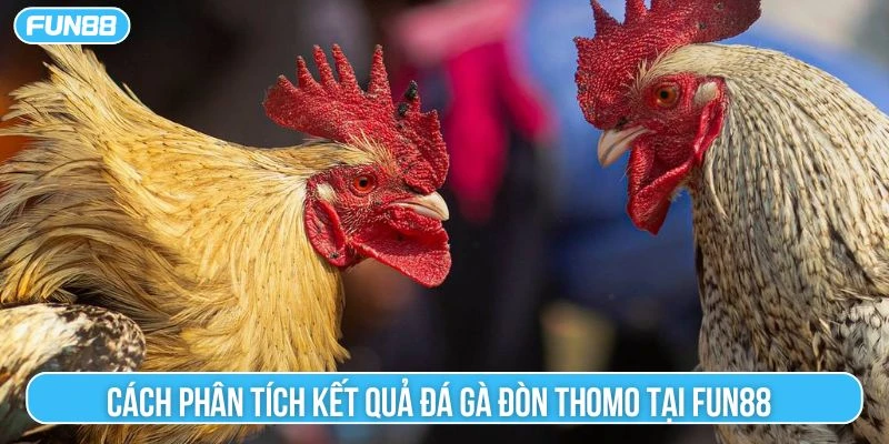 Cách phân tích kết quả đá gà đòn thomo tại Fun88 