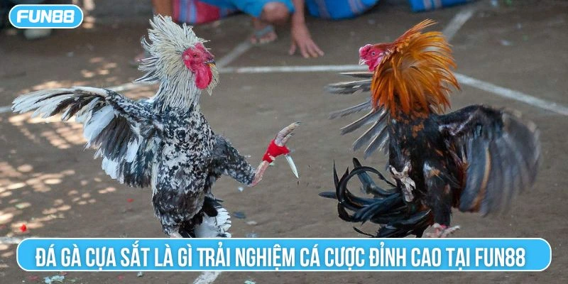 đá gà cựa sắt là gì