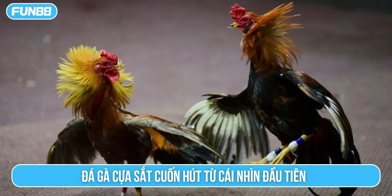 Đá gà cựa sắt cuốn hút từ cái nhìn đầu tiên 