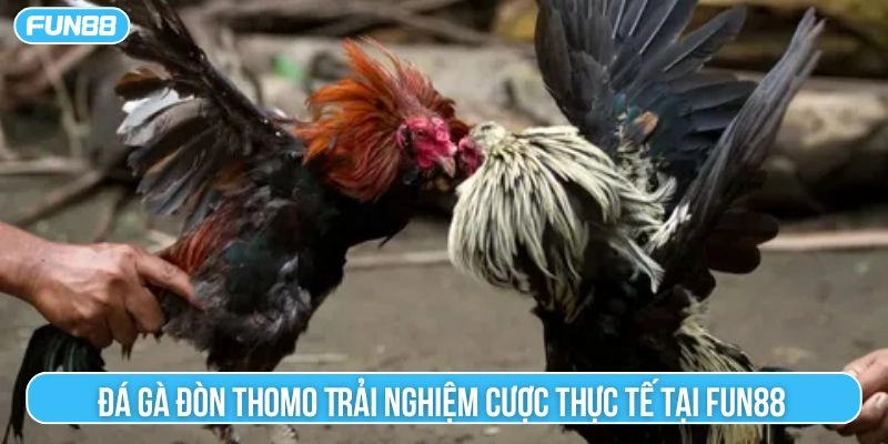 đá gà đòn thomo