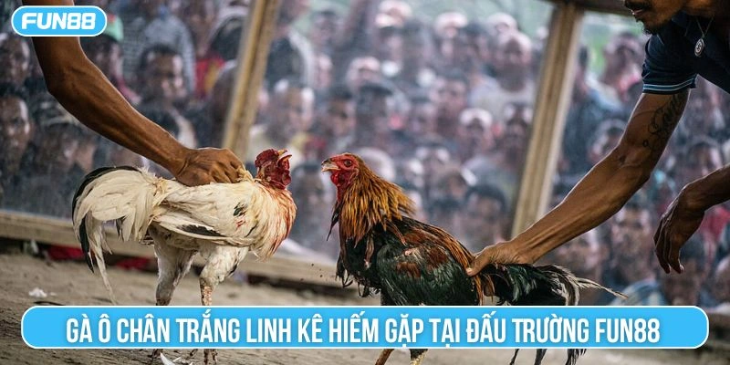 gà ô chân trắng