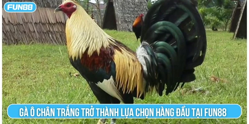 Gà ô chân trắng trở thành lựa chọn hàng đầu tại Fun88 