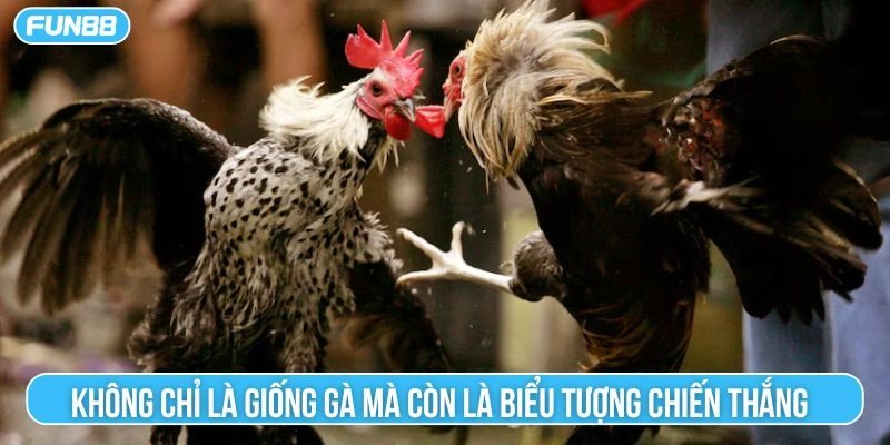 Không chỉ là giống gà mà còn là biểu tượng chiến thắng 