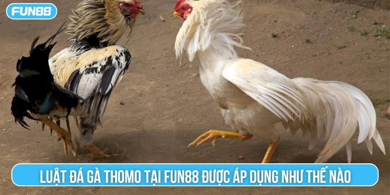 luật đá gà thomo