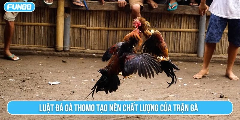 Luật đá gà thomo tạo nên chất lượng của trận gà 
