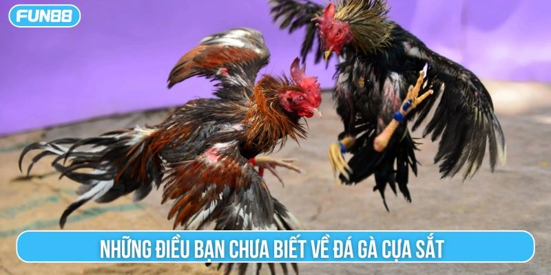 Những điều bạn chưa biết về đá gà cựa sắt 