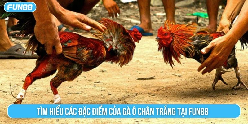 Tìm hiểu các đặc điểm của gà ô chân trắng tại Fun88 